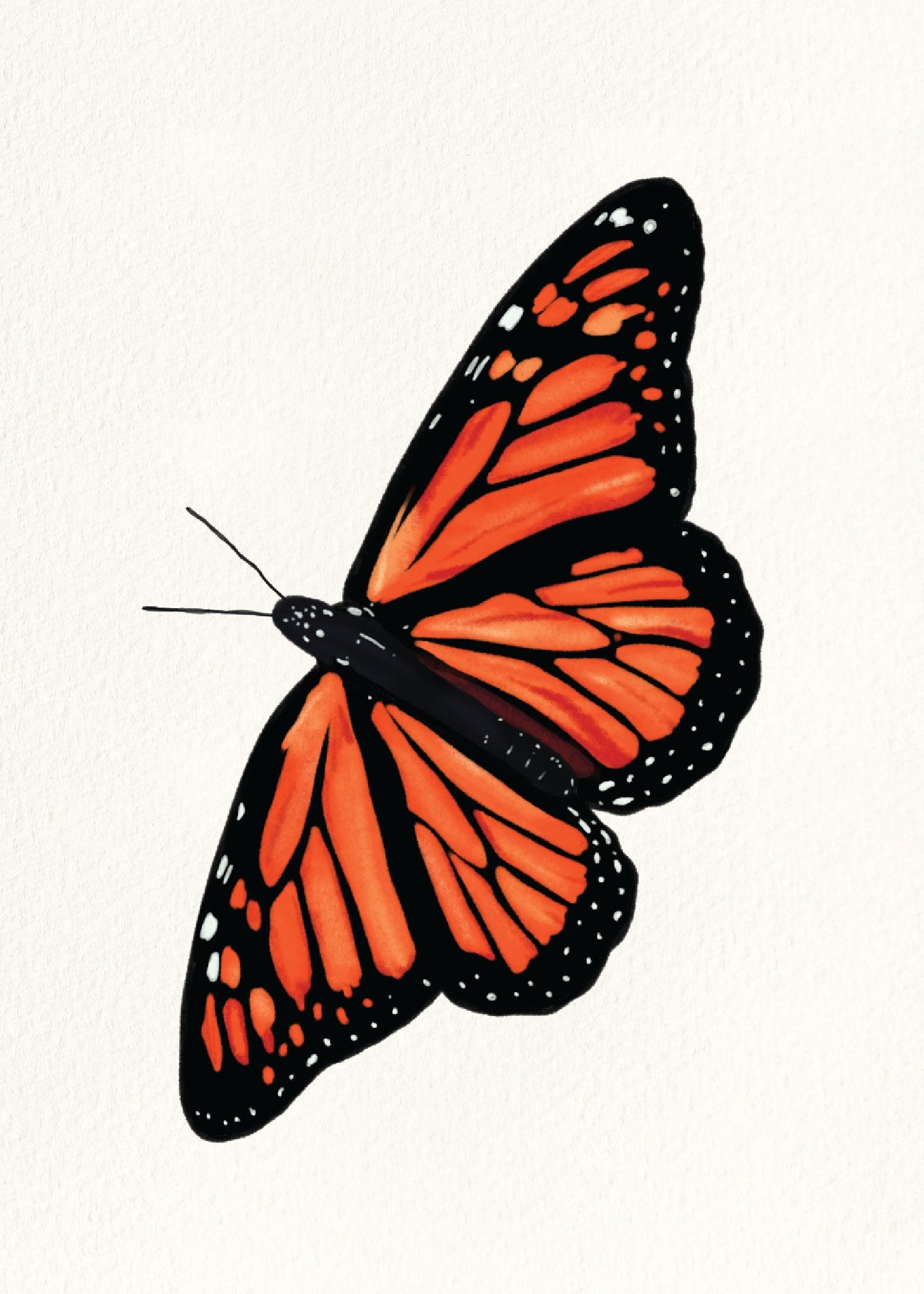 Monarch | 5x7 Print